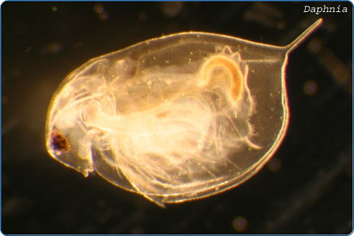 One of the most common crustaceans to be found in lakes, ponds, and quiet streams is the "water flea," Daphnia. These tiny animals are usually less than 3mm in size, so you could put dozens of them on a single fingernail. They're not really fleas – in fact they're not insects at all, but rather crustaceans, more closely related to crabs and shrimp. Water fleas are extremely important in the food chains of ponds and lakes – they harvest the tiny algae cells that convert sun energy into food, and then they pa