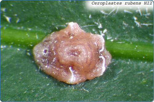 The waxy cover of the adult female is pinkish to red, convex, longer than wide, and with two conspicuous pairs of white bands that extend dorsally from the spiracular area. Size: 3.5 to 4.5 mm.