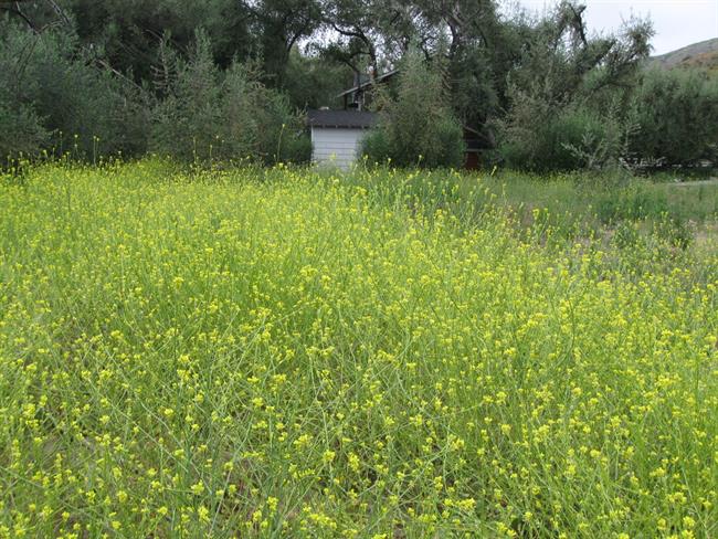 flowering mustard weeds