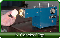 Eggs are candled to ensure proper Grade