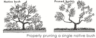 before and after prunning