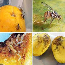 PROCLAMATION OF EMERGENCY PROGRAM FOR THE ORIENTAL FRUIT FLY