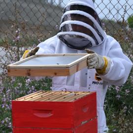 Bees